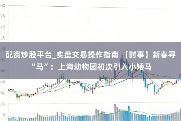 配资炒股平台_实盘交易操作指南 【时事】新春寻“马”：上海动物园初次引入小矮马