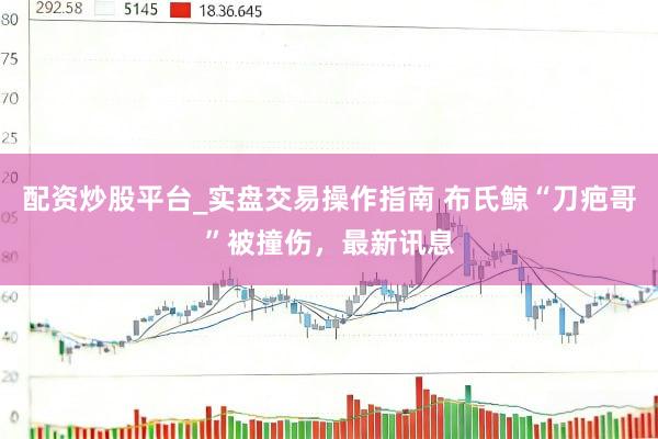 配资炒股平台_实盘交易操作指南 布氏鲸“刀疤哥”被撞伤，最新讯息