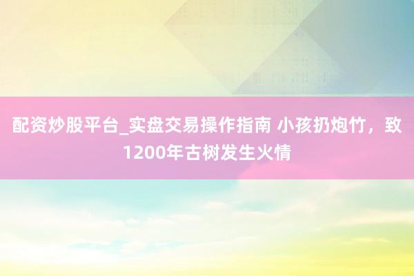 配资炒股平台_实盘交易操作指南 小孩扔炮竹，致1200年古树发生火情
