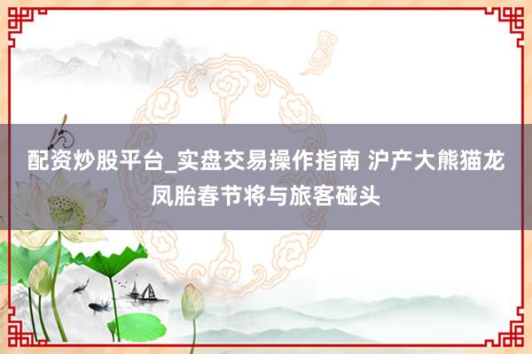 配资炒股平台_实盘交易操作指南 沪产大熊猫龙凤胎春节将与旅客碰头